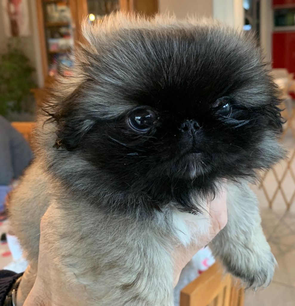Leostela - Pekinois - Portée née le 03/11/2019